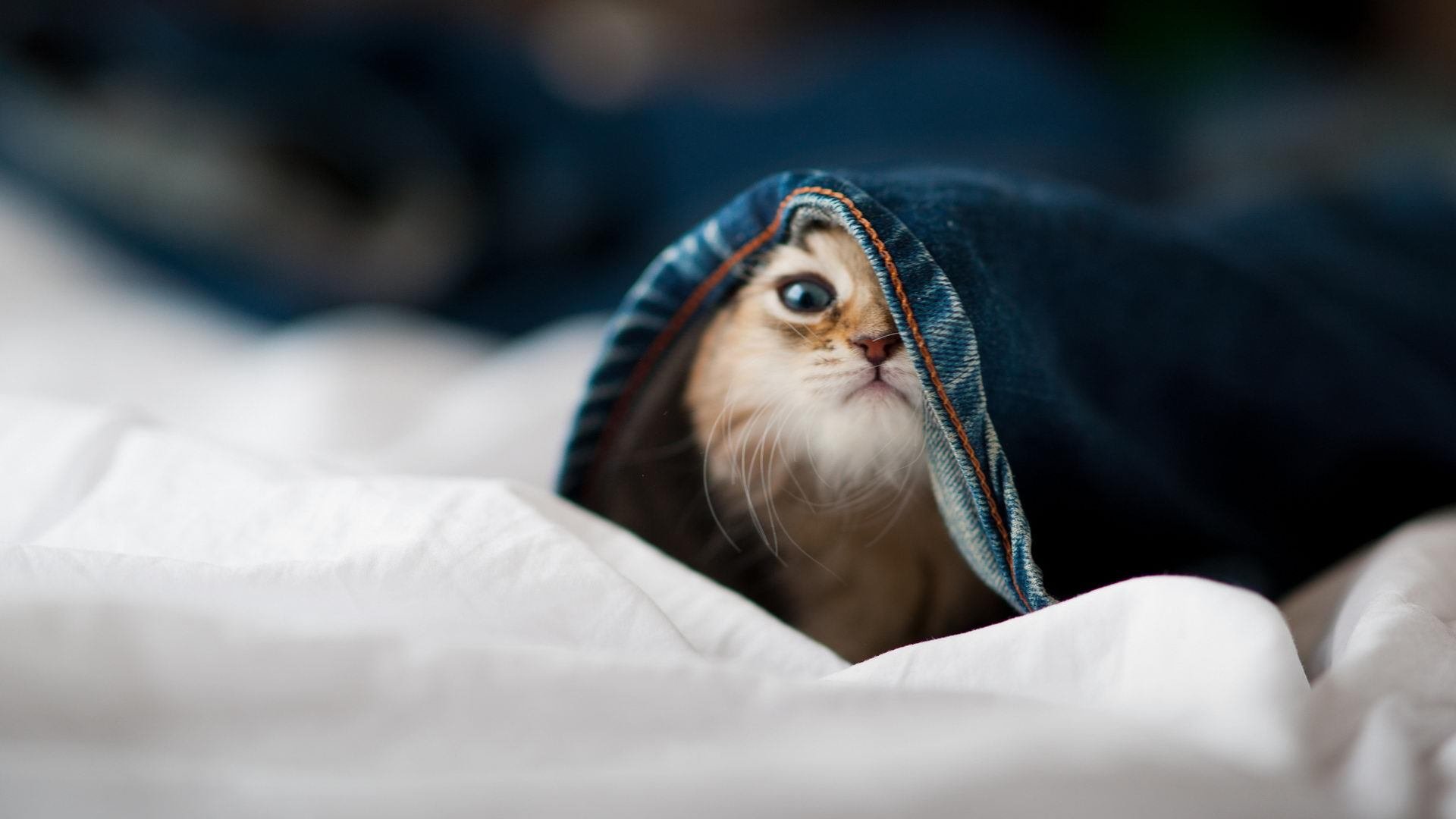 爱游戏在线登录-中国女篮展示良好化学反应 场上默契十足