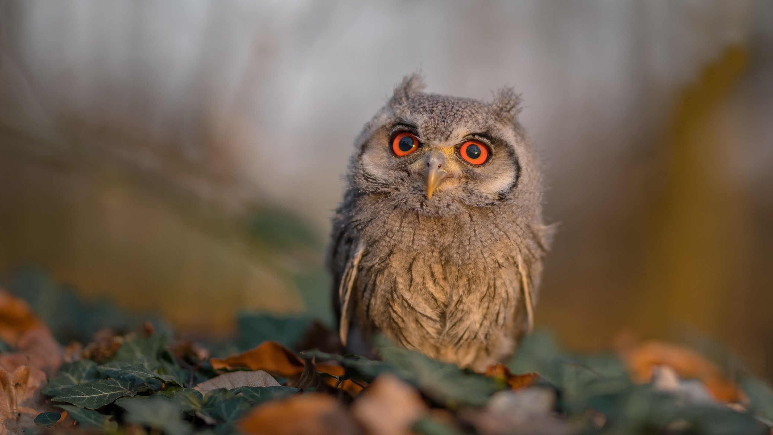 爱游戏在线登录-中国女篮展示良好化学反应 场上默契十足