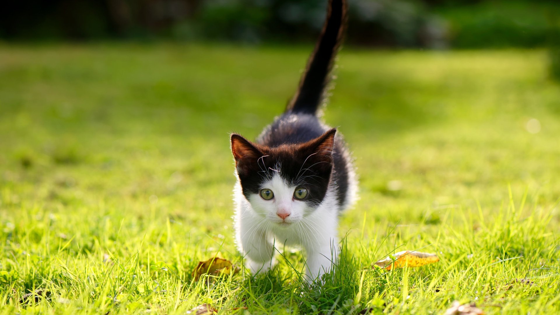 爱游戏ayx-俱乐部青训与职业联赛衔接不畅，青训俱乐部球员合同完整版